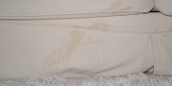 pee on couch pee on couch