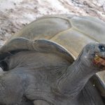 giant tortoise