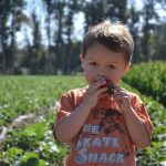 Strawberry Picking at Underwood Farms Strawberry Picking at Underwood Farms