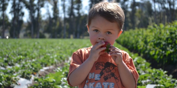 Strawberry Picking at Underwood Farms Strawberry Picking at Underwood Farms