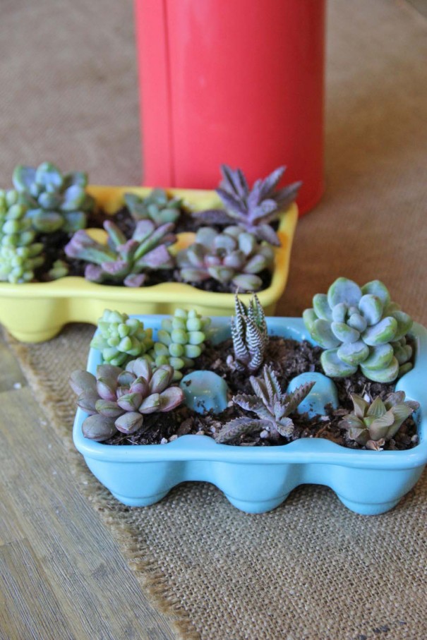 easter succulents
