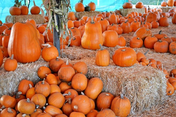 pumpkin patch