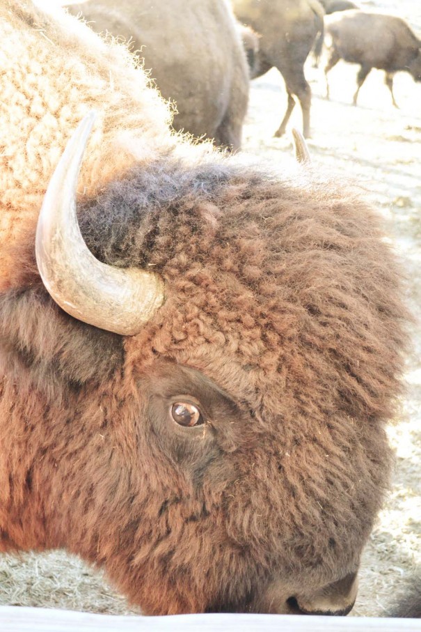 bison wyoming