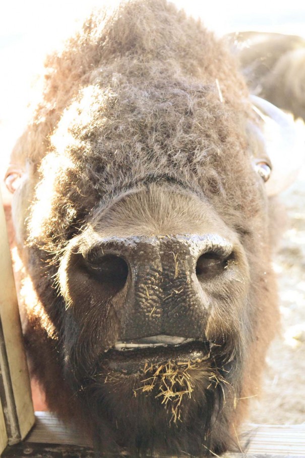 bisonface