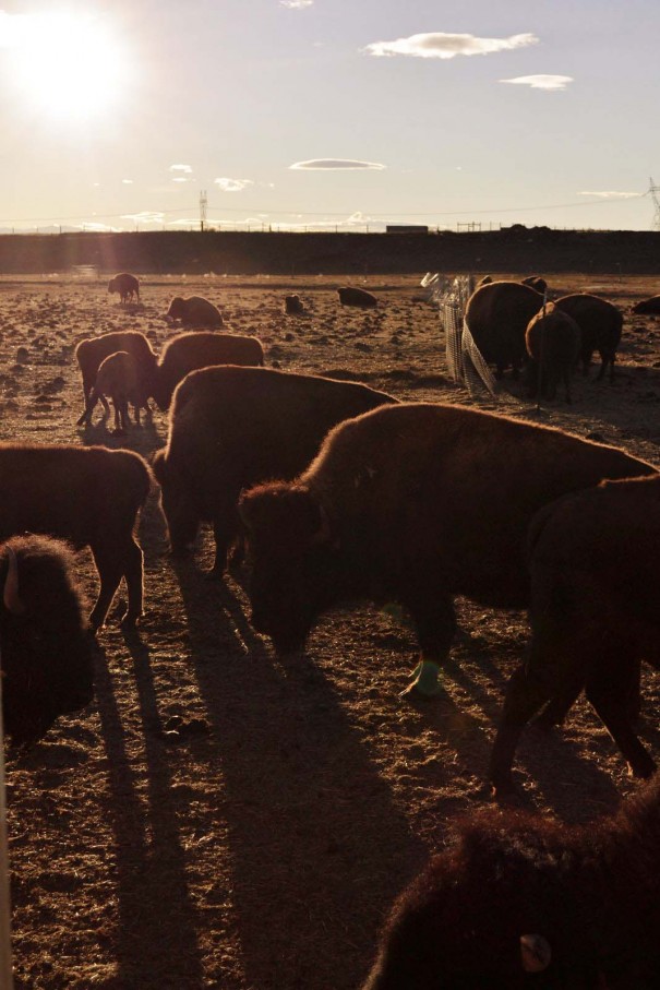 buffalo at sunset