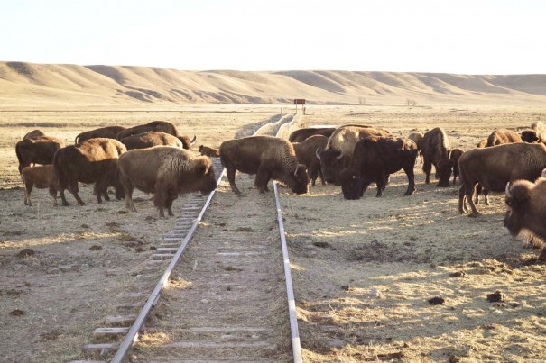 buffalo train tracks