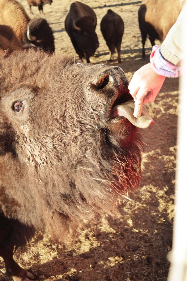 feeding bison