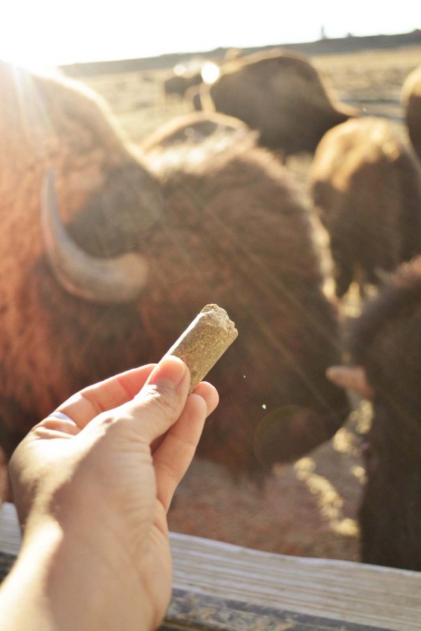 feeding buffalo wyoming