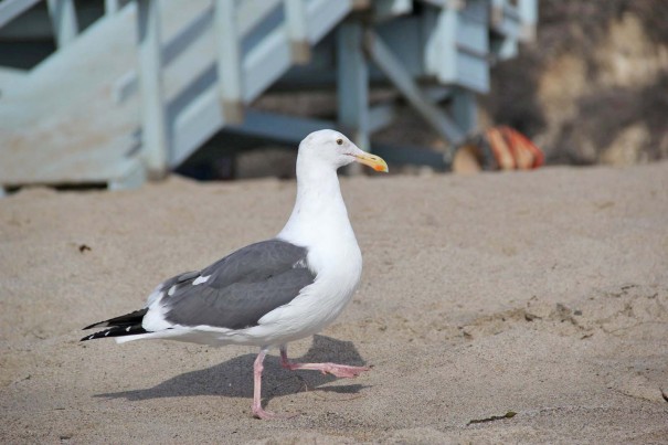 seagul