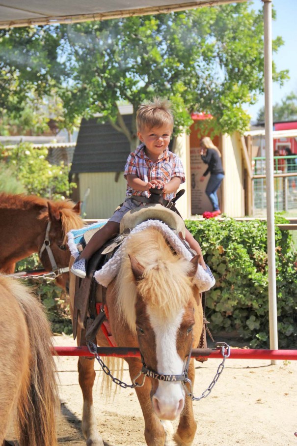 sawyer horse