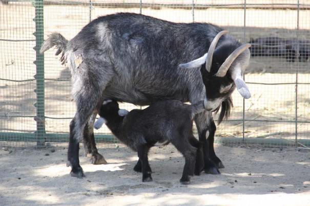 underwood farms baby goat