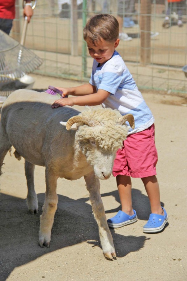 underwood farms sheep