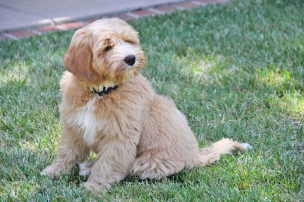 maverick labradoodle