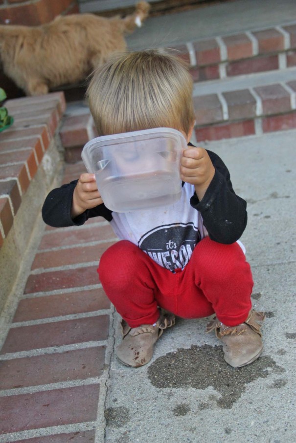 sawyer dog bowl