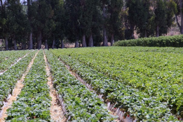 strawberry fields