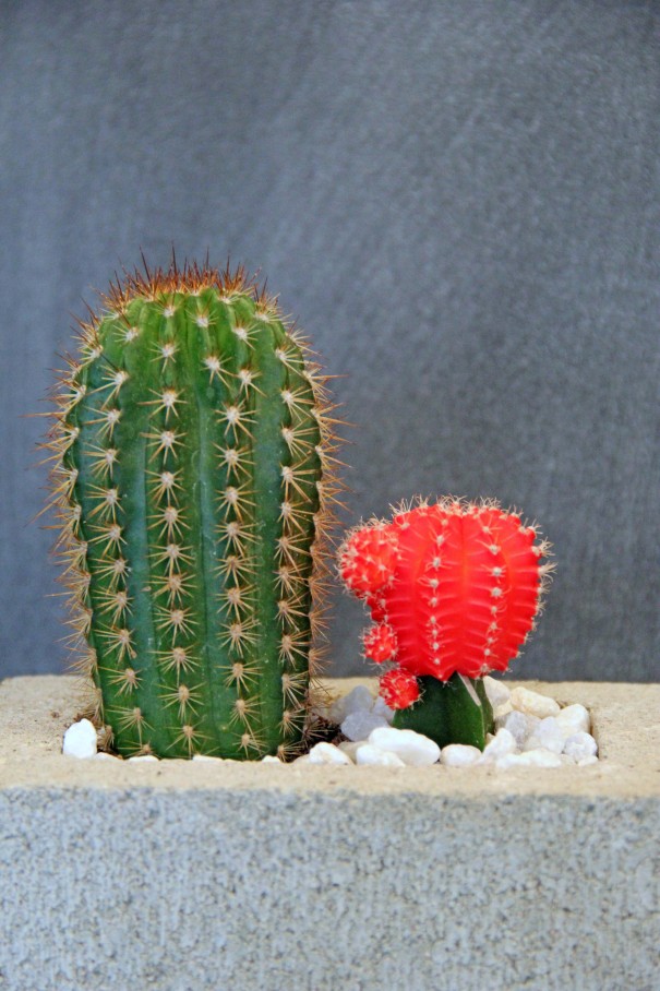 cinder block cacti planters