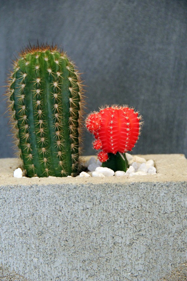 cass shower cacti planter